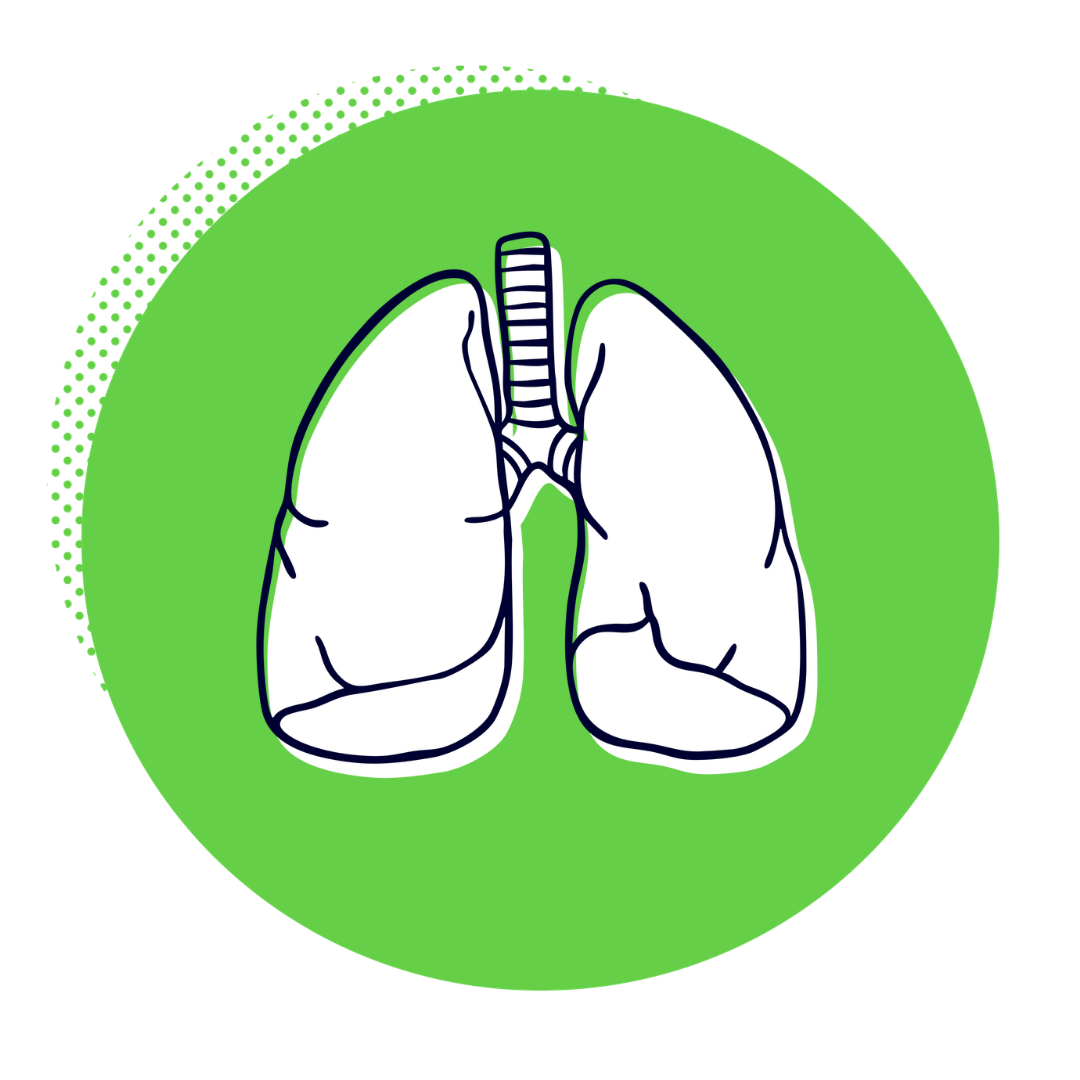 Pair of lungs illustration