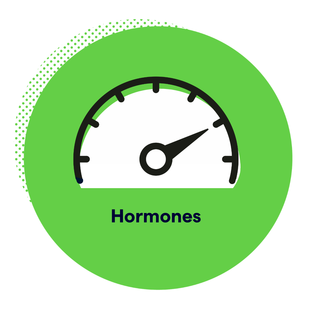 Hormone levels illustration